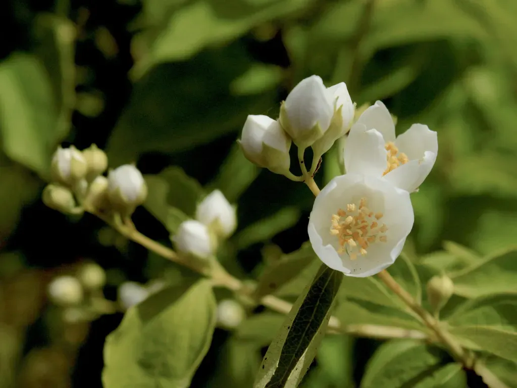 Najpopularniejsze pnącza o pachnących kwiatach